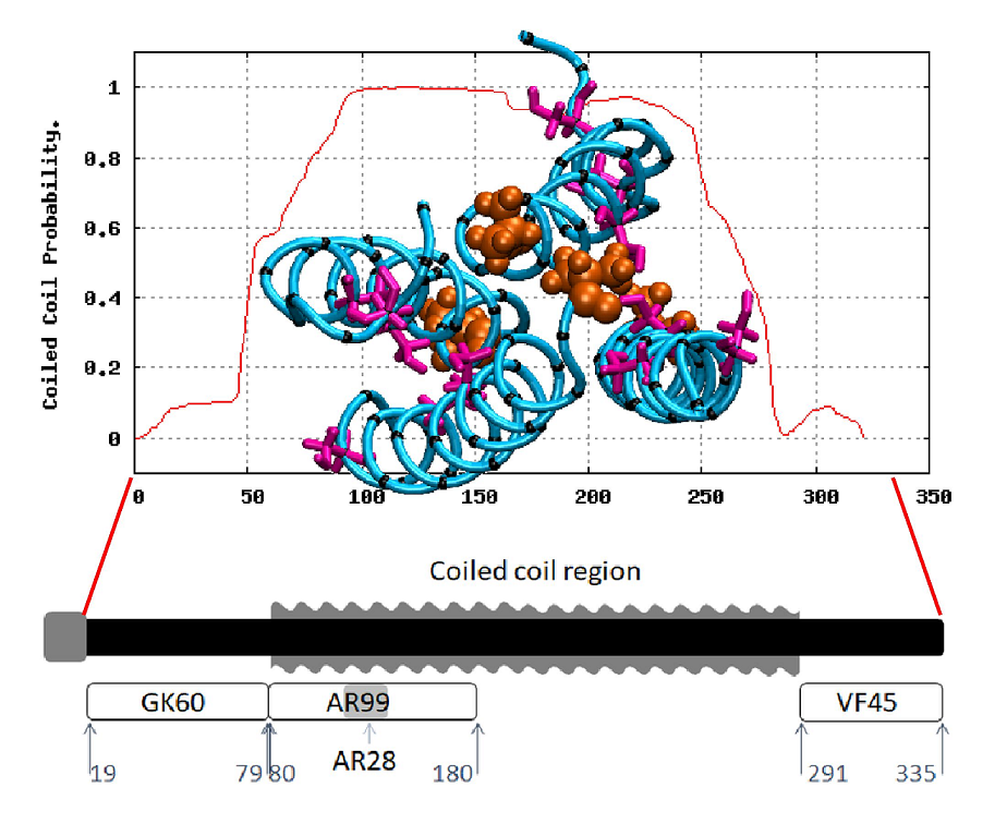 Coiled-Coiled Structure